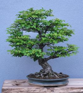 Kork-Flügel-Spindelstrauch - Euonymus alatus Art