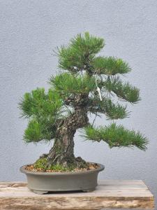Japanische Schwarzkiefer - Pinus thunbergii