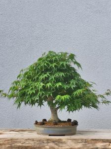 Fächerahorn - Acer palmatum yamamomiji