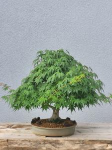 Fächerahorn - Acer palmatum yamamomiji
