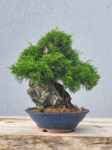 Chinesischer Wacholder - Juniperus chinesis itoigawa
