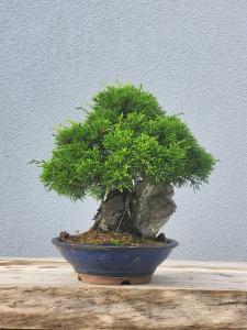 Chinesischer Wacholder - Juniperus chinesis itoigawa
