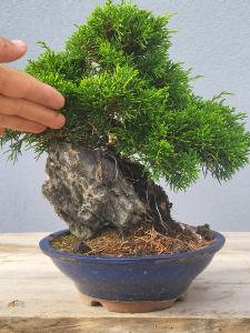 Chinesischer Wacholder - Juniperus chinesis itoigawa