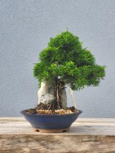 Chinesischer Wacholder - Juniperus chinesis itoigawa