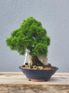 Chinesischer Wacholder - Juniperus chinesis itoigawa