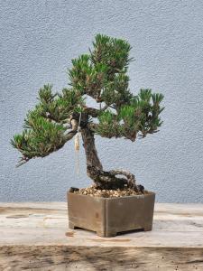 Japanische Schwarzkiefer - Pinus thunbergii Kotobuki