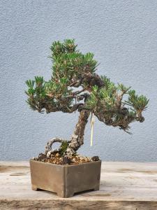 Japanische Schwarzkiefer - Pinus thunbergii Kotobuki
