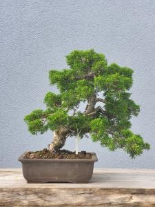 Chinesischer Wacholder - Juniperus chinesis itoigawa