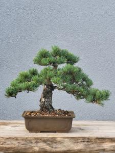 Mädchenkiefer - Pinus Parviflora