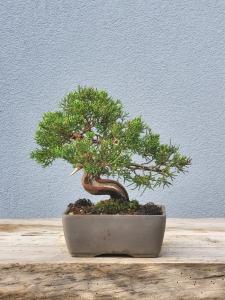 Chinesischer Wacholder - Juniperus chinesis itoigawa