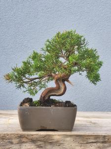 Chinesischer Wacholder - Juniperus chinesis itoigawa
