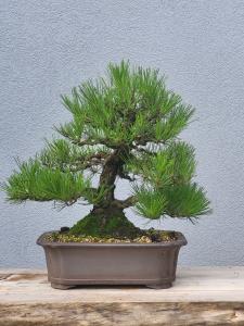 Japanische Schwarzkiefer - Pinus thunbergii