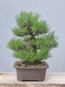 Japanische Schwarzkiefer - Pinus thunbergii
