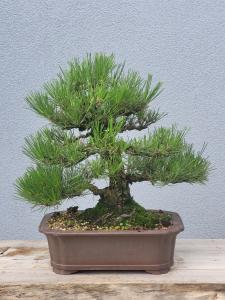 Japanische Schwarzkiefer - Pinus thunbergii