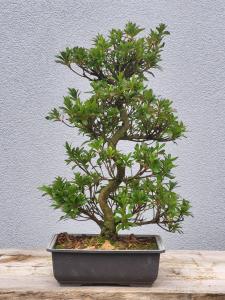 Azalee Satsuki Hanabin