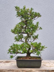 Azalee Satsuki Hanabin