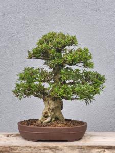Azalee Satsuki Nyohozan