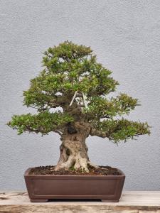 Azalee Satsuki Nyohozan