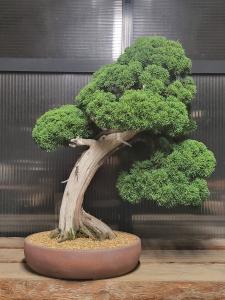 Chinesischer Wacholder - Juniperus chinesis shimpaku