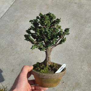 Scheinzypresse - Sekka Hinoki