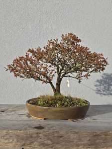 Fächerahorn - Acer kashima