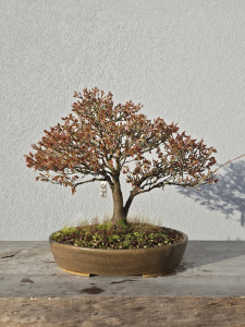 Fächerahorn - Acer kashima