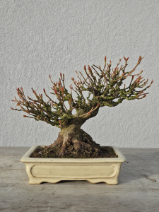 Dreispitz - Acer buergerianum