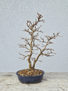 Japanische Buche - Fagus japonica