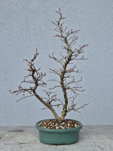 Japanische Buche - Fagus japonica