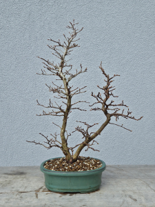 Japanische Buche - Fagus japonica