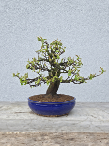 Holzquitte - Pseudocydonia sinensis