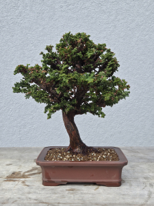 Scheinzypresse - Sekka Hinoki