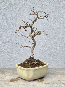 Echter Rotdorn - Crataegus laevigata