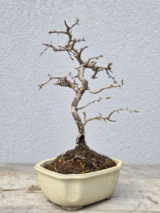 Echter Rotdorn - Crataegus laevigata