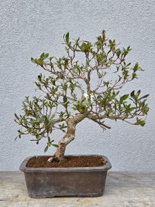 Azalee Satsuki Ainokizuma