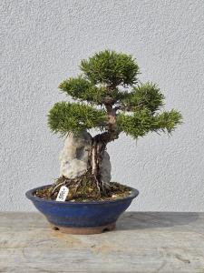 Chinesischer Wacholder - Juniperus chinesis itoigawa