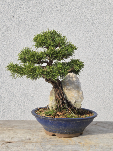 Chinesischer Wacholder - Juniperus chinesis itoigawa