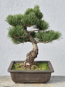 Mädchenkiefer - Pinus parviflora