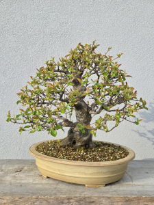 Chinesische Quitte - Pseudocydonia sinensis