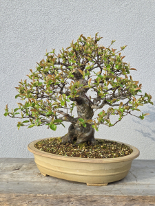 Chinesische Quitte - Pseudocydonia sinensis