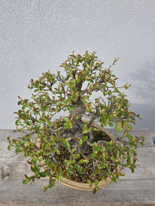 Chinesische Quitte - Pseudocydonia sinensis