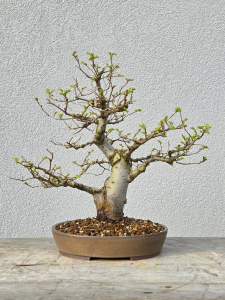 Japanische Ulme - Zelkova serrata