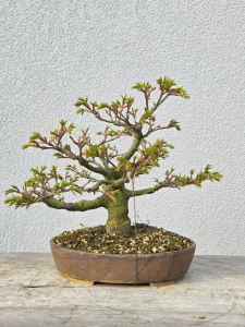 Löwenkopfahorn - Acer shishigashira