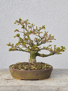 Löwenkopfahorn - Acer shishigashira