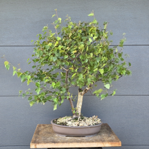 Birke - Betula pendula