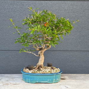 Punica granatum - Granatapfel