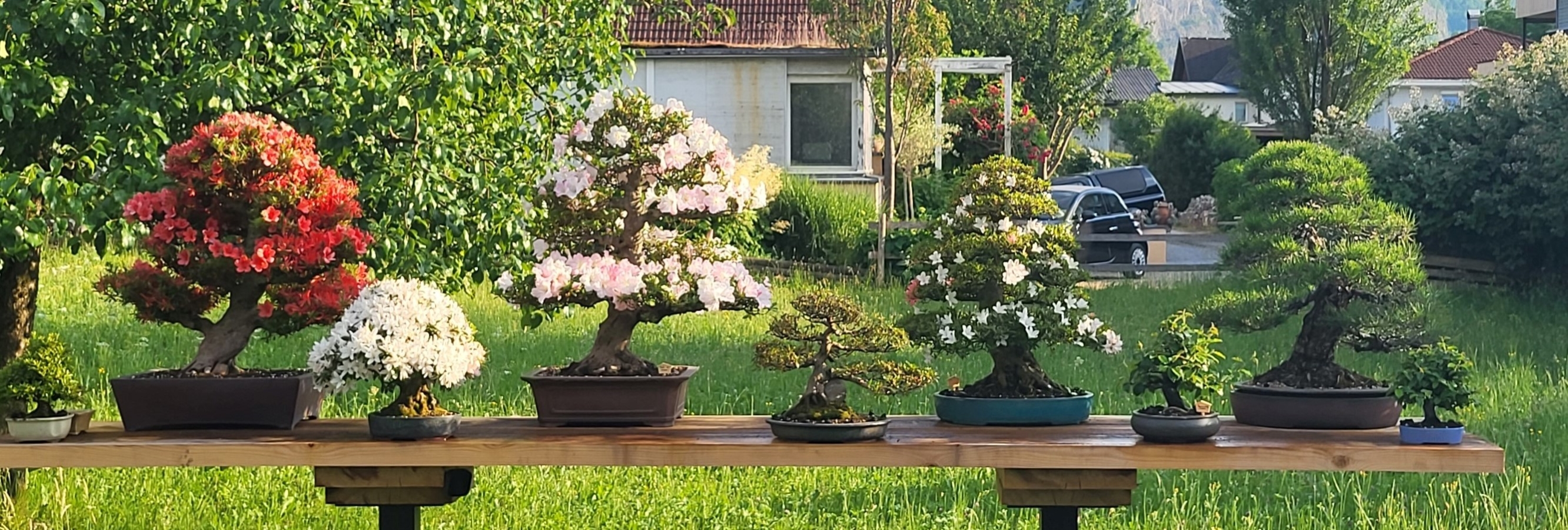 ginkgo biloba bonsai for sale Ginkgo biloba Bonsai Houseplant Seeds main image 1